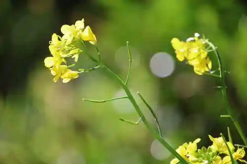 高司神社〜むすびの神の鎮まる社〜の庭園