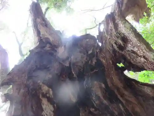來宮神社(静岡県)