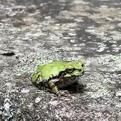 八幡神社松平東照宮の動物