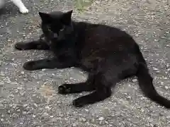 八幡神社の動物