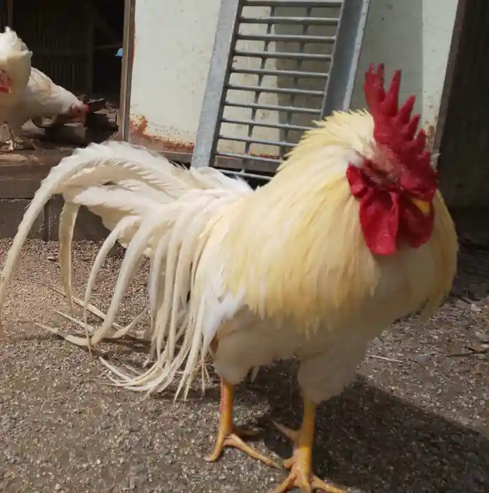 高良大社の動物