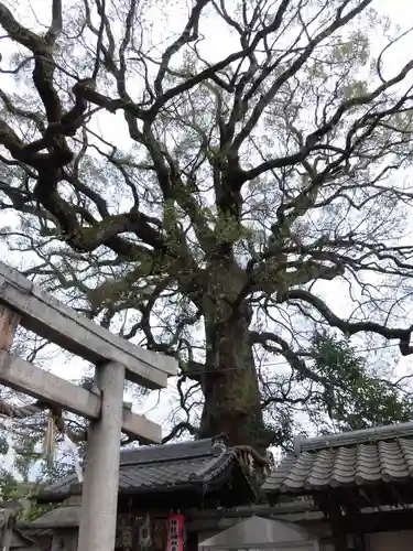 新熊野神社の鳥居