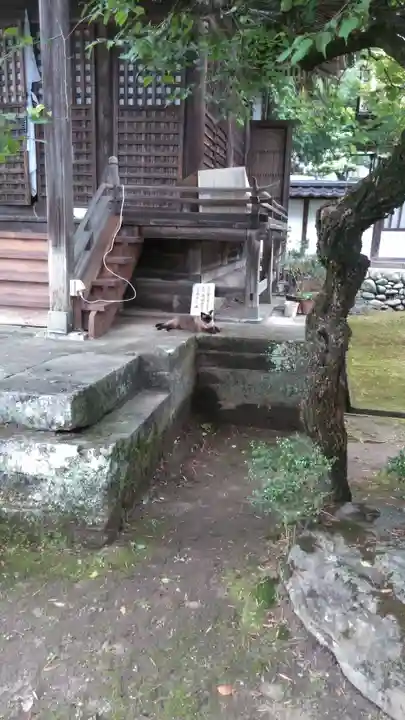 岳林寺の動物