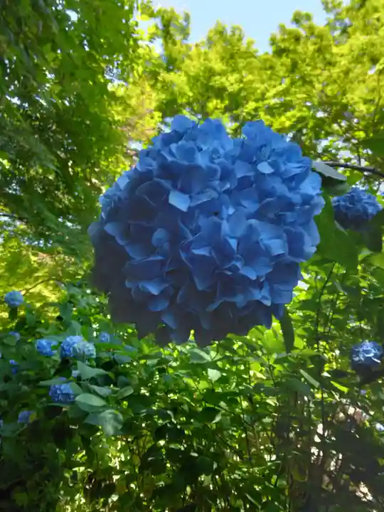 明月院(神奈川県)