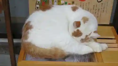 御誕生寺（猫寺）の動物