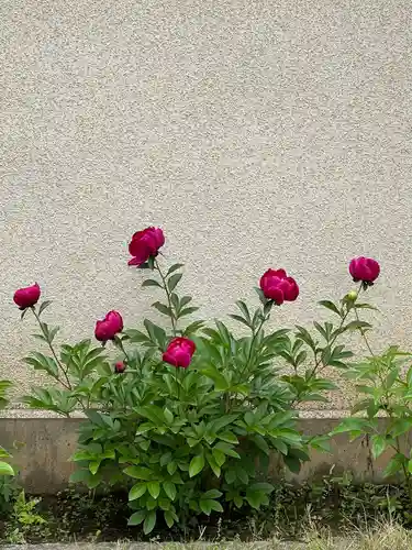 秩父札所十三番 慈眼寺の自然