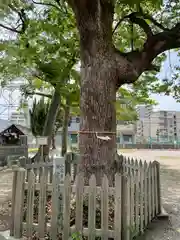 竹渕神社の自然