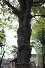 東八幡神社の自然