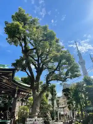 高木神社の自然