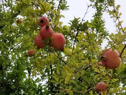 大日女尊神社の自然