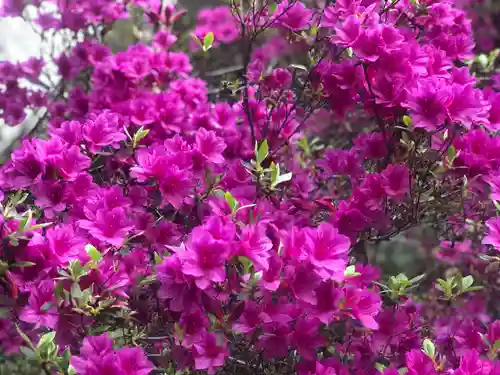 木舟山　順教寺(広島県)