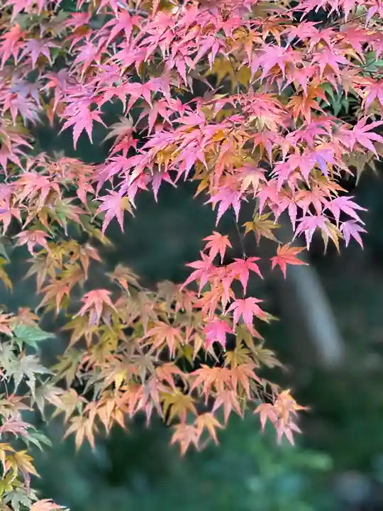 富士山本宮浅間大社(静岡県)