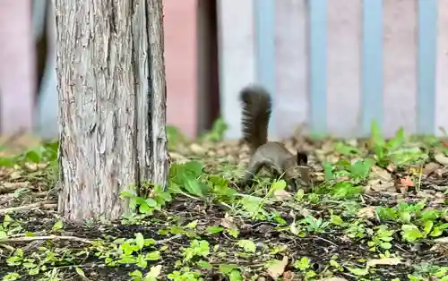 北海道神宮の動物