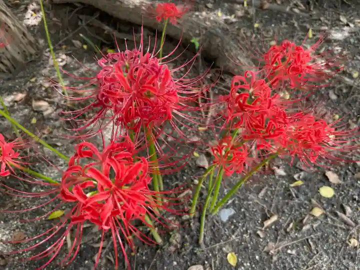 小垣江神明神社の自然