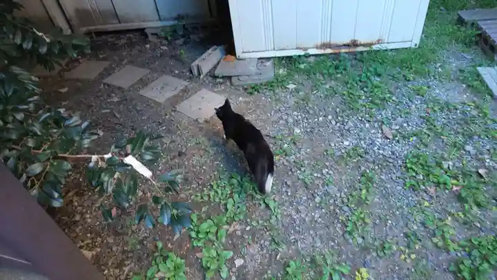 道祖神社の動物