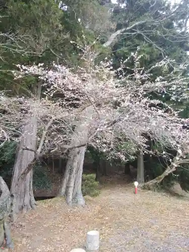 鹿島大神宮の自然