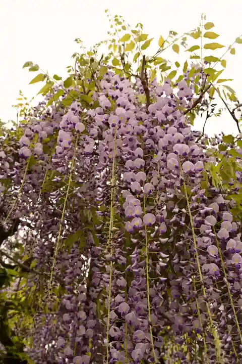 笠間稲荷神社(茨城県)