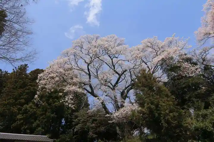 高木神社の自然