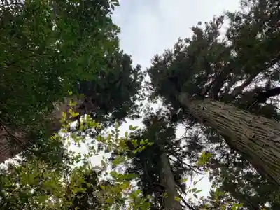 八幡神社の自然