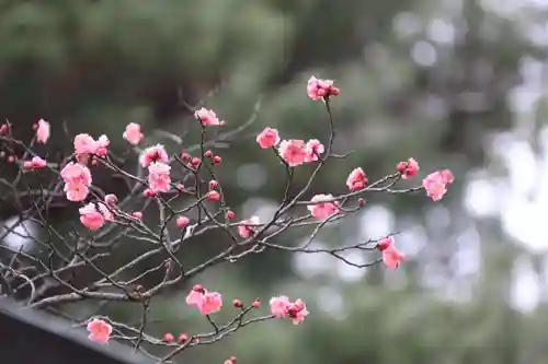 開成山大神宮の自然
