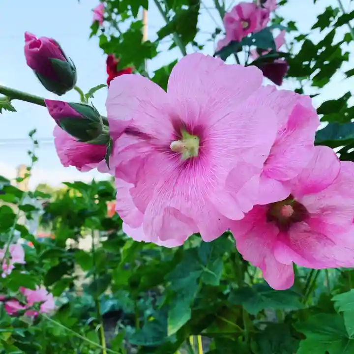 豊景神社の自然