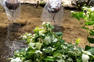 賀茂別雷神社（上賀茂神社）のお祭り