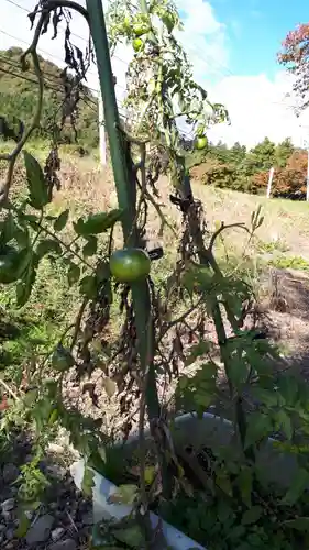 高司神社〜むすびの神の鎮まる社〜の自然