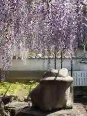 長泉寺の狛犬