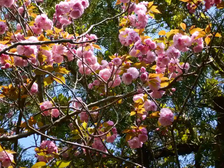 八雲神社(鎌倉・大町)の自然