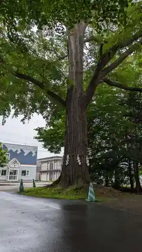 音更神社の自然