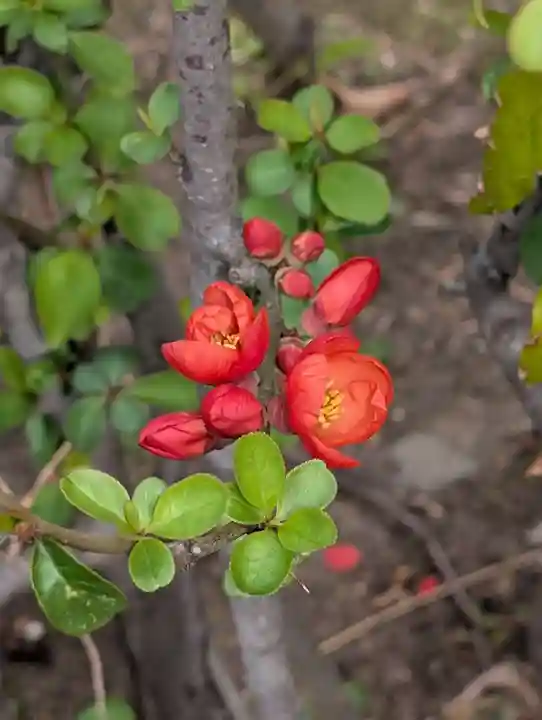 白山神社(東京都)