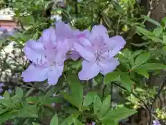 大崎八幡宮の自然