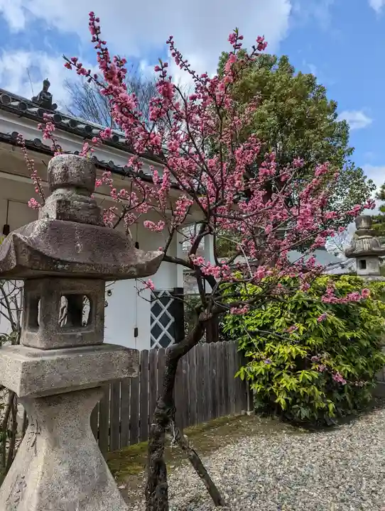 御香宮神社の自然