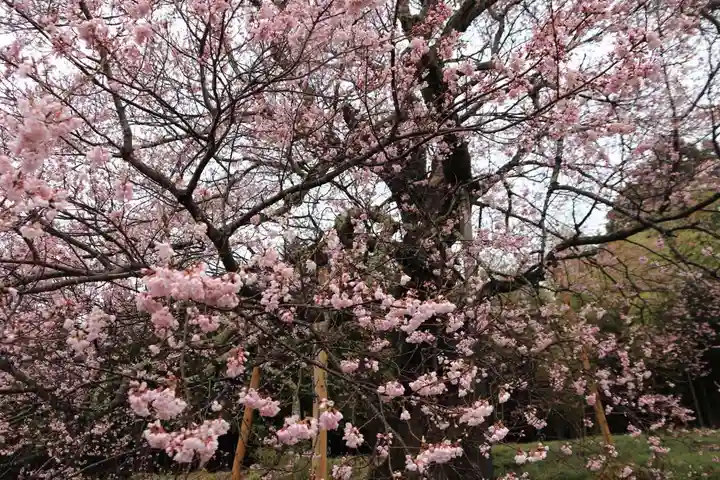 長屋神社の自然