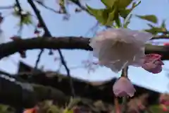 大報恩寺（千本釈迦堂）の自然