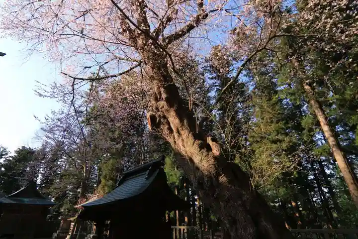 田村神社の自然