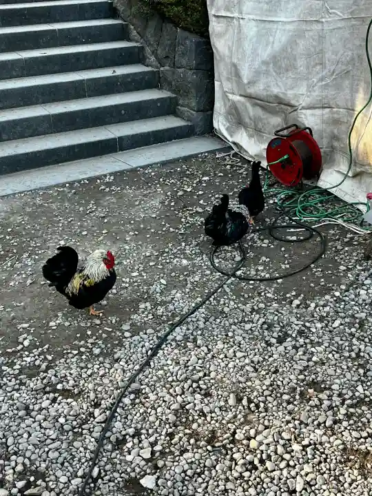 大崎八幡宮(宮城県)