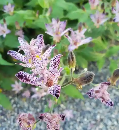 沙沙貴神社の自然