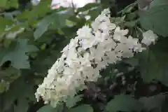 越ヶ谷久伊豆神社の自然