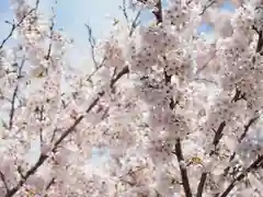 今市報徳二宮神社の自然