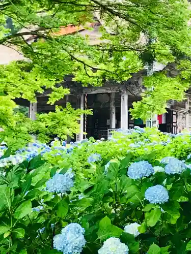 幸徳院笹野寺の自然