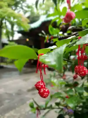 赤坂氷川神社(東京都)