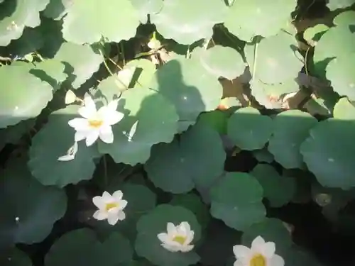 鶴岡八幡宮の自然