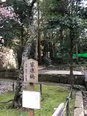 久能山東照宮の自然