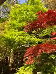 大山祇神社の自然