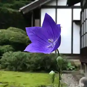 瑞源寺の自然(2021年07月08日(木) 23時28分22秒投稿)