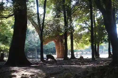 春日大社の動物