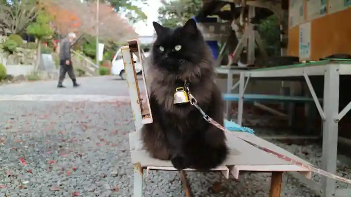 粉河産土神社(たのもしの宮)の動物