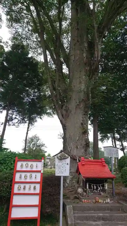 薬師寺八幡宮の自然