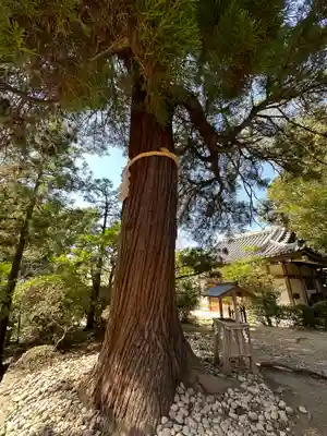石上神宮(奈良県)
